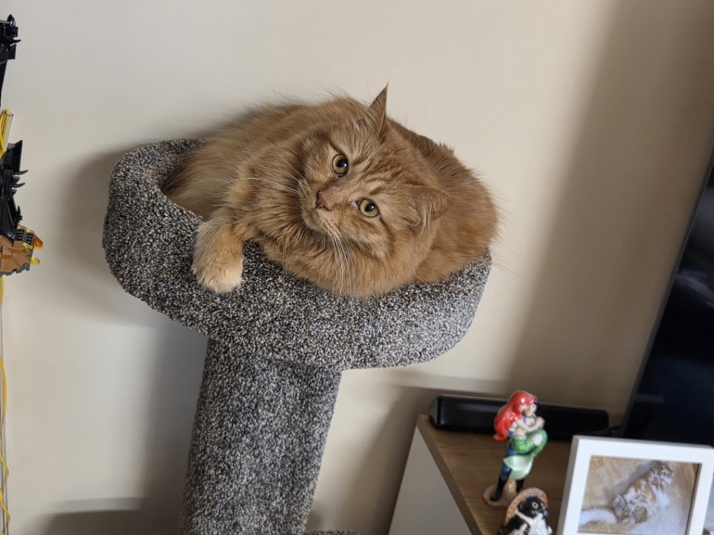 Kirby the cat