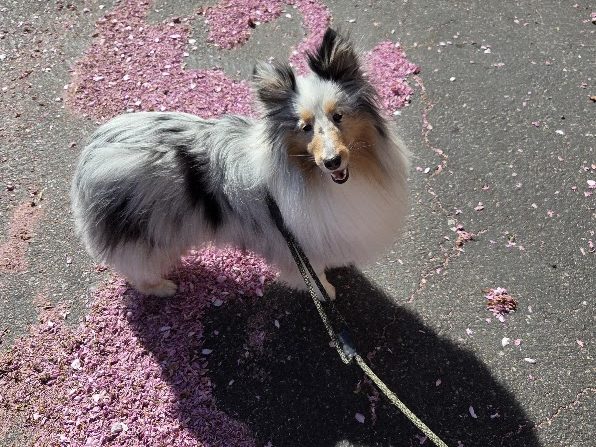 Nako the Sheltie